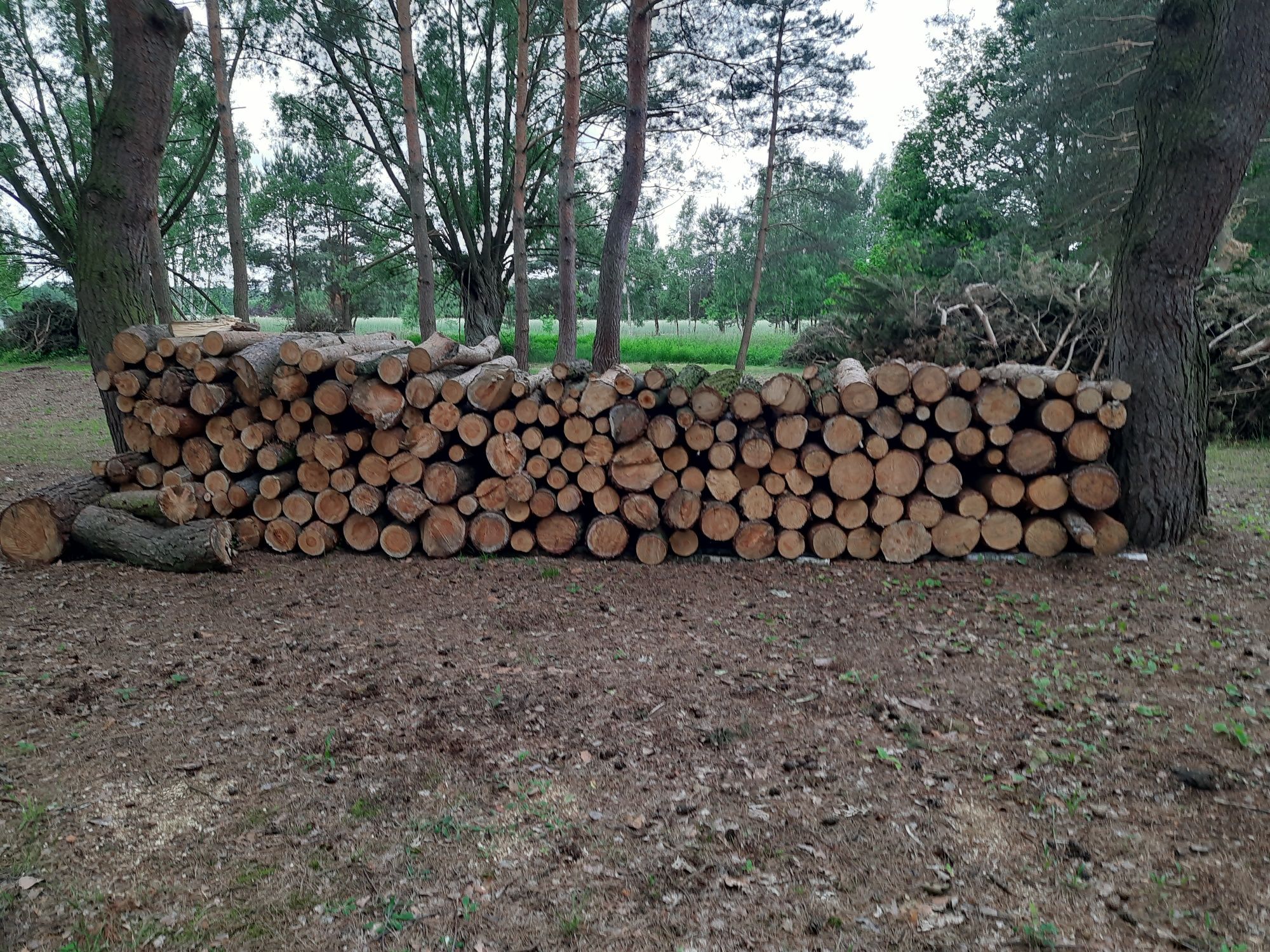 Drzewo sosnowe w walkach