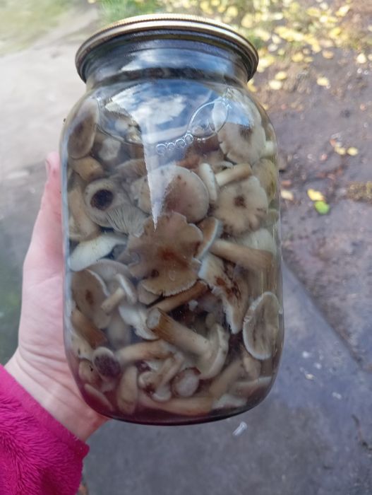 Опеньки мариновані 2025 р