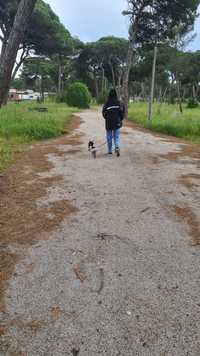 pet walking - almada