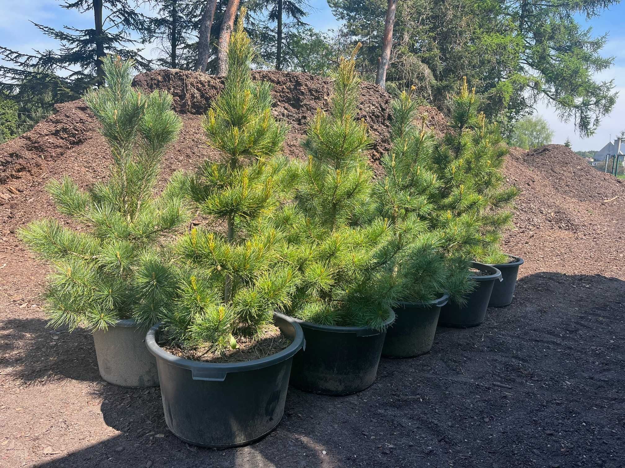 SOSNA Limba 'PINUS CEMBRA' wys ok. 60CM