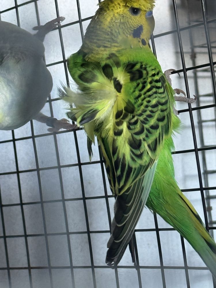 Vendo separadamente ou em lote ,tenho mais aves em outro anuncio