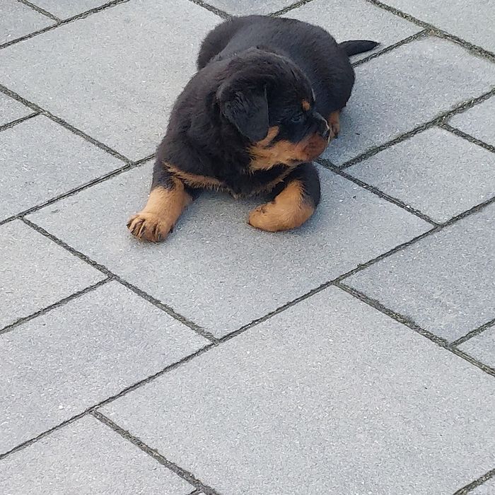 Rottweiler suczka Gotowa do odbioru.