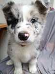Border Collie Hazi Red Merle