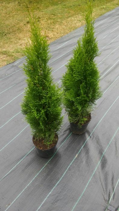 Tuja Thuja Szmaragd 60-70cm7zł