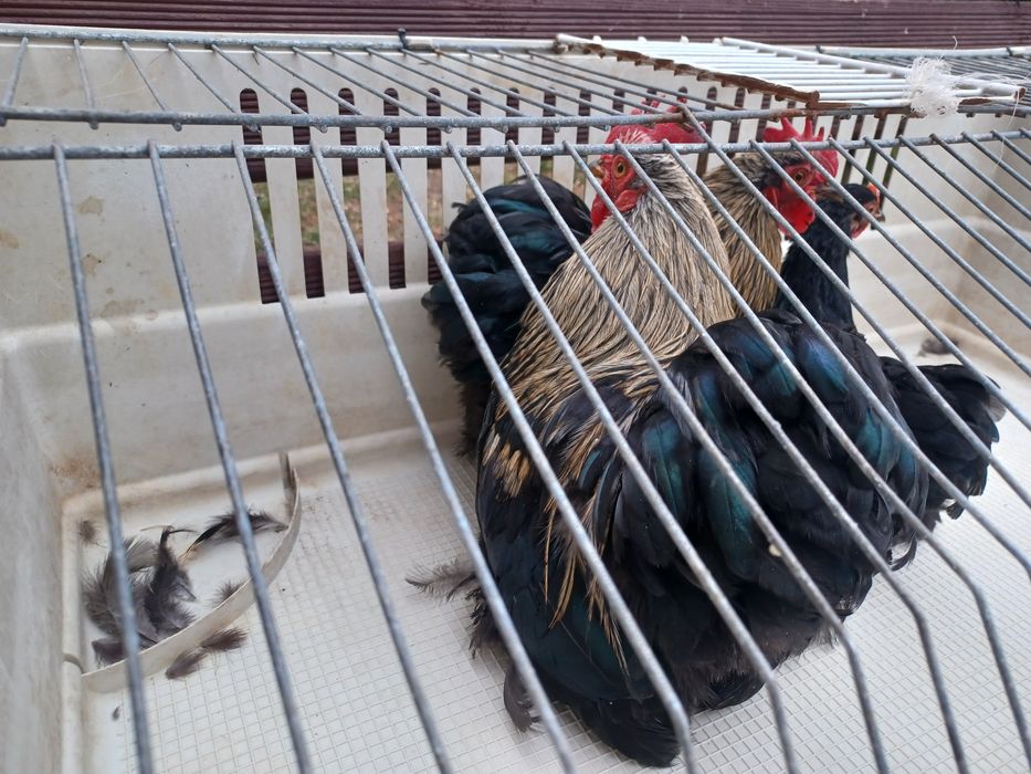 Sprzedam lub zamienię Kogutki karzełki łapciate