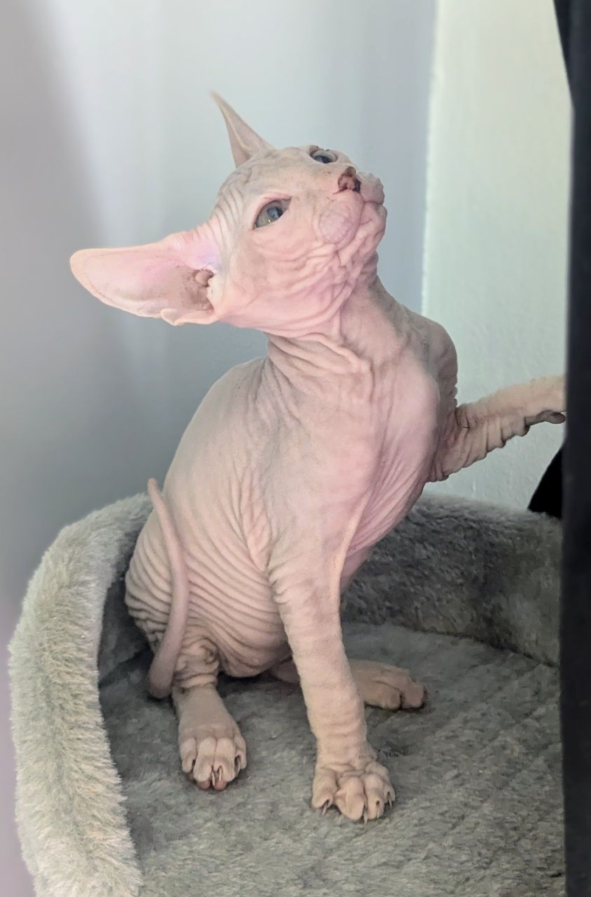 Sfinks Doński,  Don Sphynx