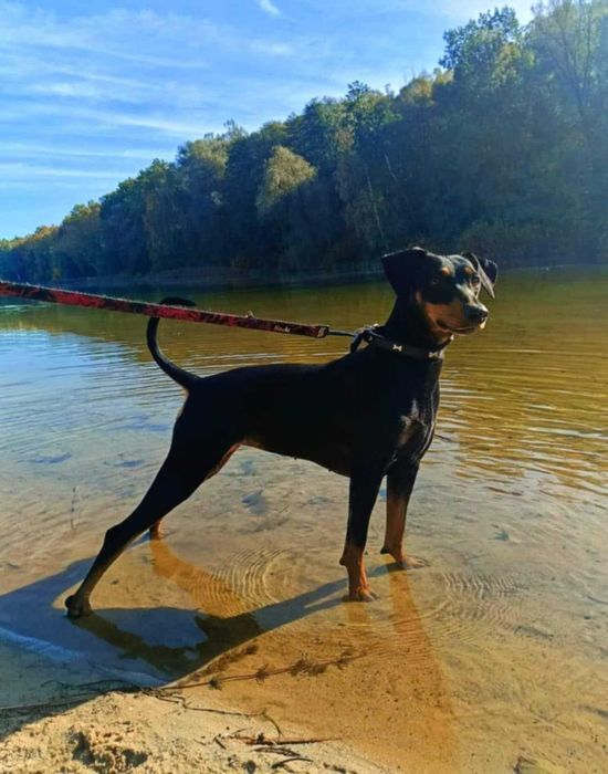 Pinczer średni niemiecki Fédération Cynologique Internationale FCI
