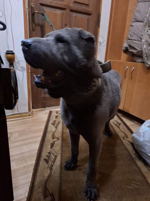 Шарпей голубий крупнокістяковий