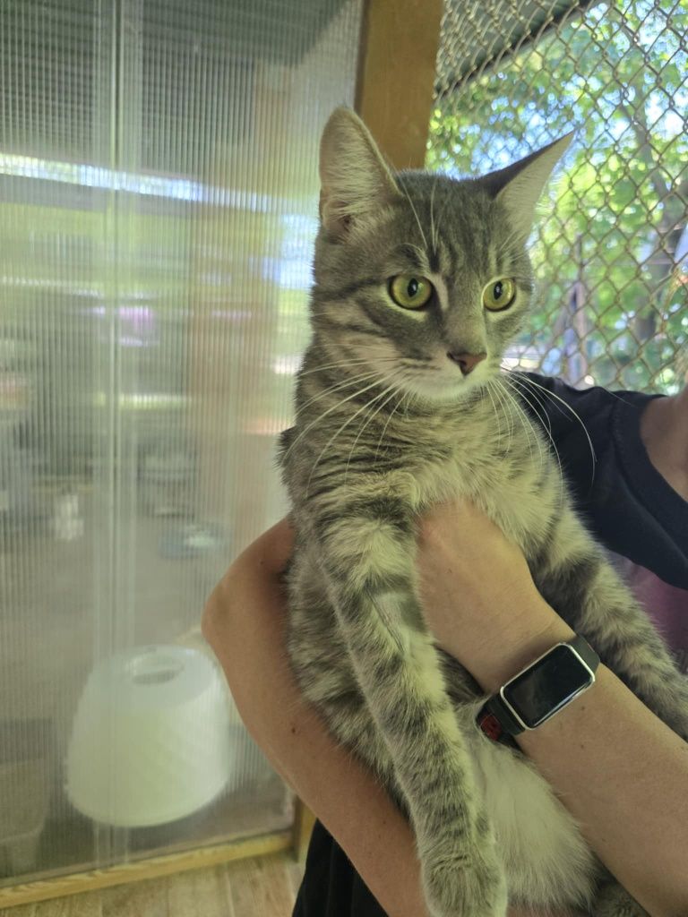 Roczny wykastrowany Silver do adopcji