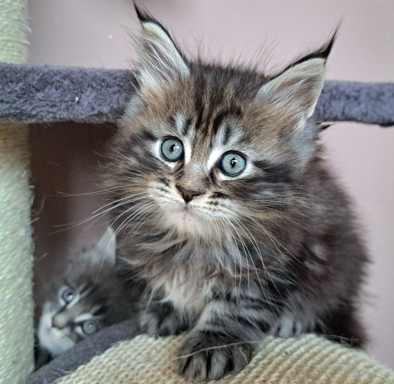 IIianna piękna kotka Maine Coon