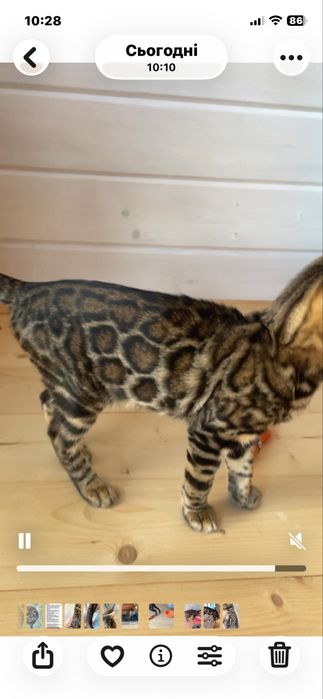 Бенгальські коти, елітні шоу кошегята(WCF)