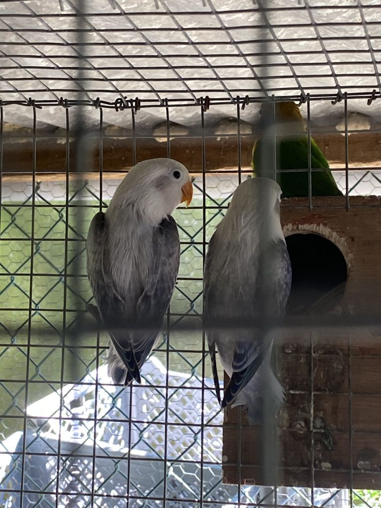 Agapornis Euwings Azuis