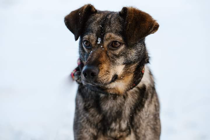 Drobniutka, młoda Sunia poleca się do adopcji!