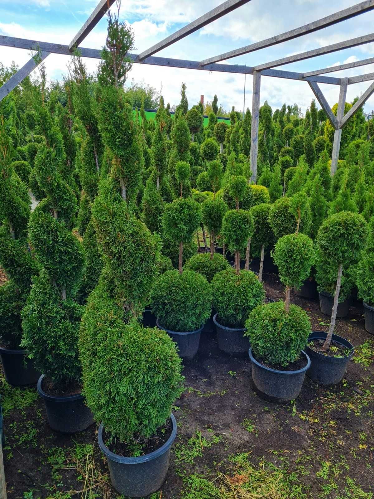 Thuja SZMARAGD Spirala 180cm!!!