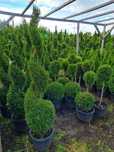 Thuja SZMARAGD Spirala 200cm!!!