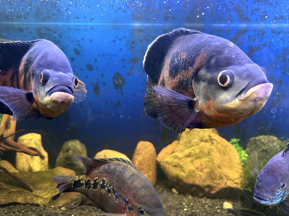 Arowana i pielęgnice pawiookie