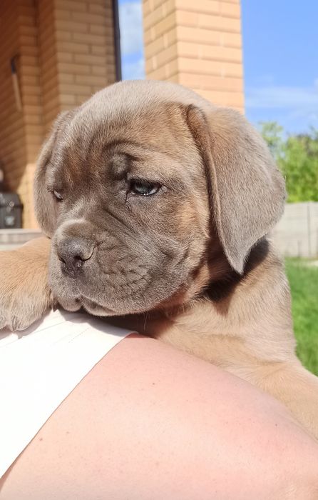 Щенок Кане Корсо .