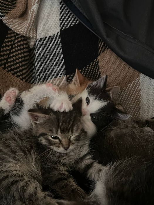 Кошеня в добрі руки