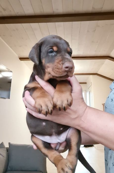 Цуценята добермана, щенок добермана, доставка, купіровка.