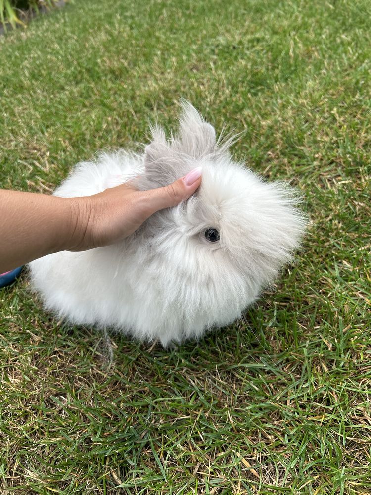 Królik miniaturowy Teddy