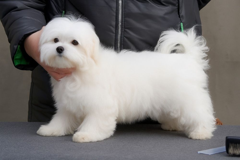 Цуценята мальтійської болонки з документами КСУ.