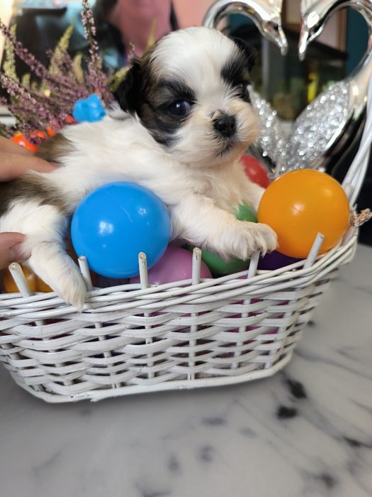 Suczka shih tzu Zhpr UCI umowa chip wyprawka rodowód 4 pokoleniowy