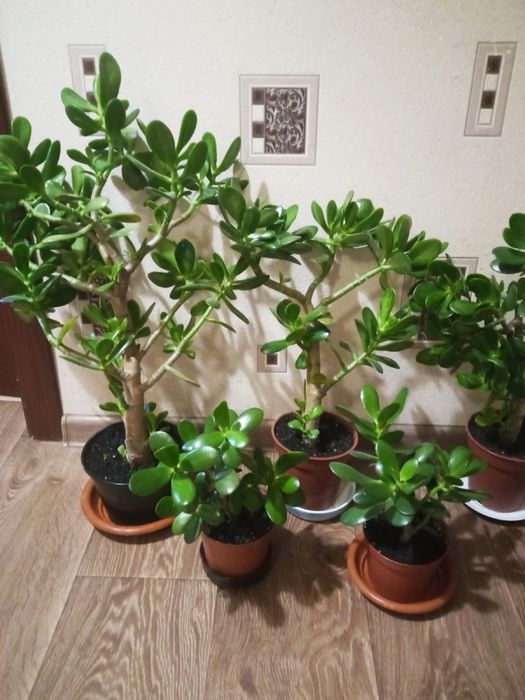 Денежное дерево 5шт