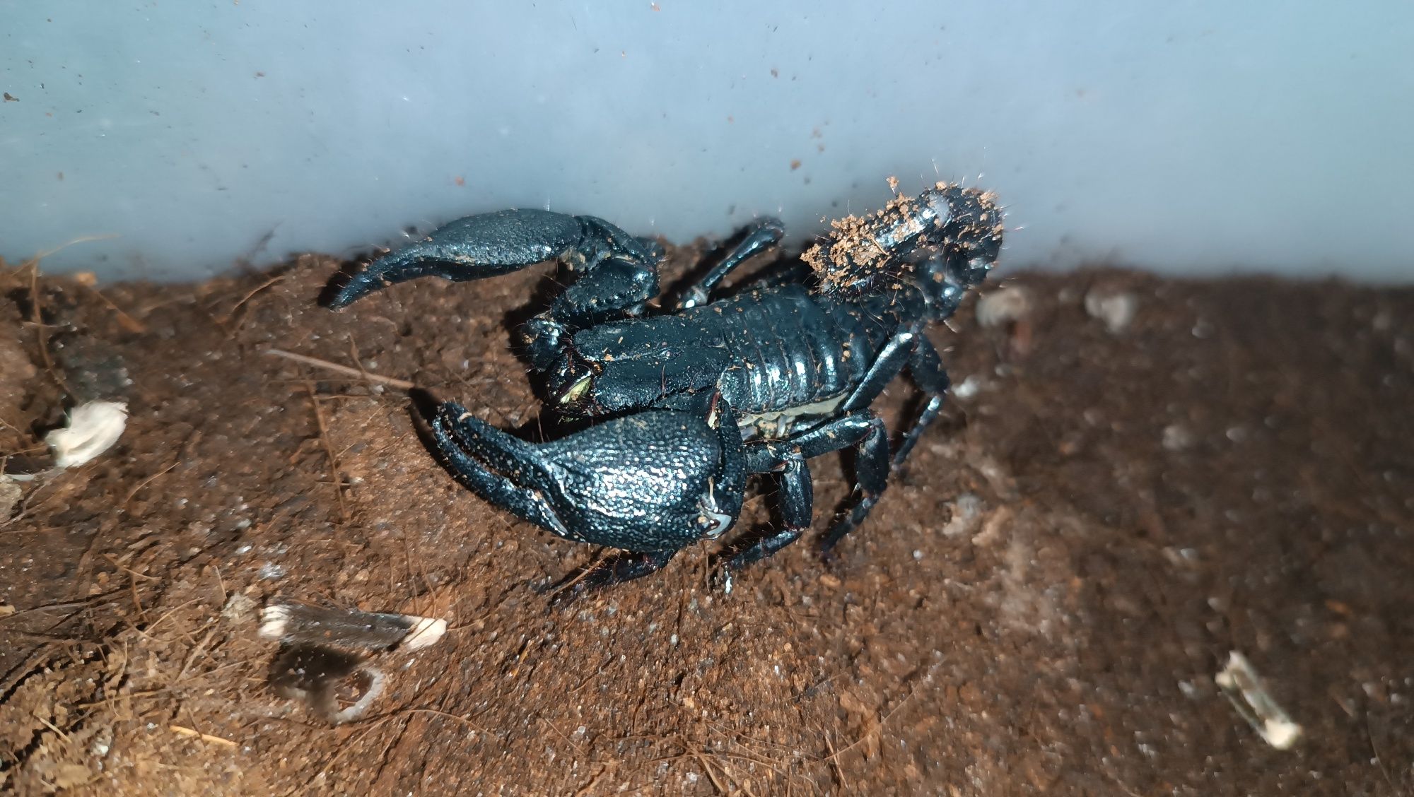 Скорпион , подростки гетерометрус спинефер, азиатский лесной скорпион