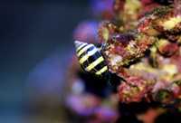 Ślimak Morski na Ślimaki Osiadłe Bumble Bee Engina Akwarium Morskie