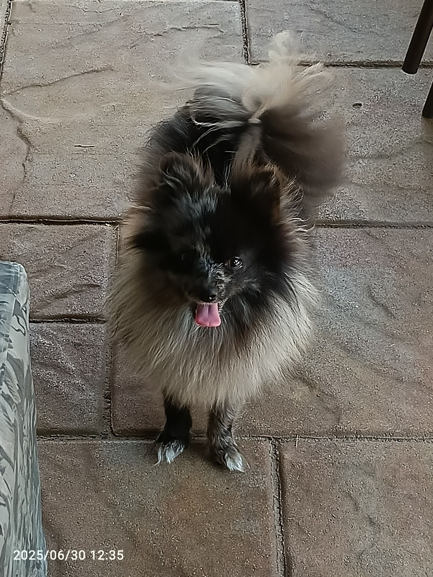 Szpic Mały - dziewczynka Blue Merle