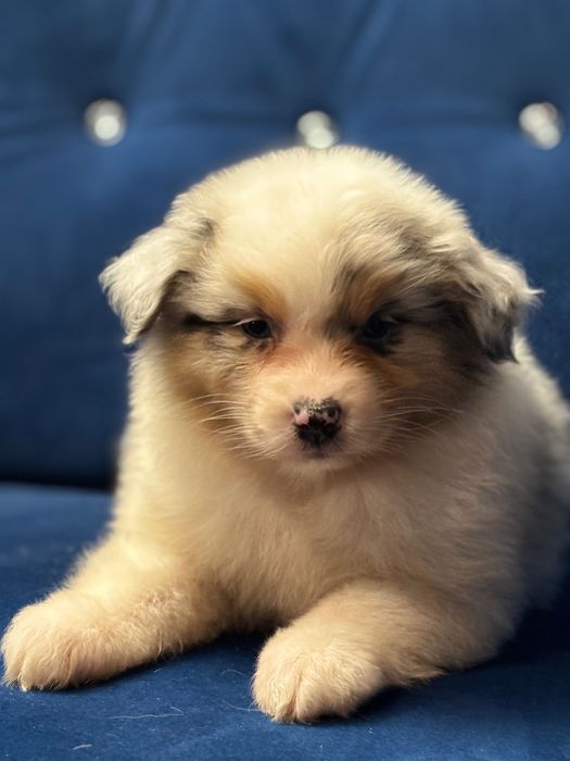 Owczarek australijski Aussie blue merle niebieskie oczy