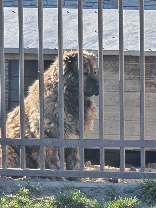 Owczarek Kaukaski suka z Rosji