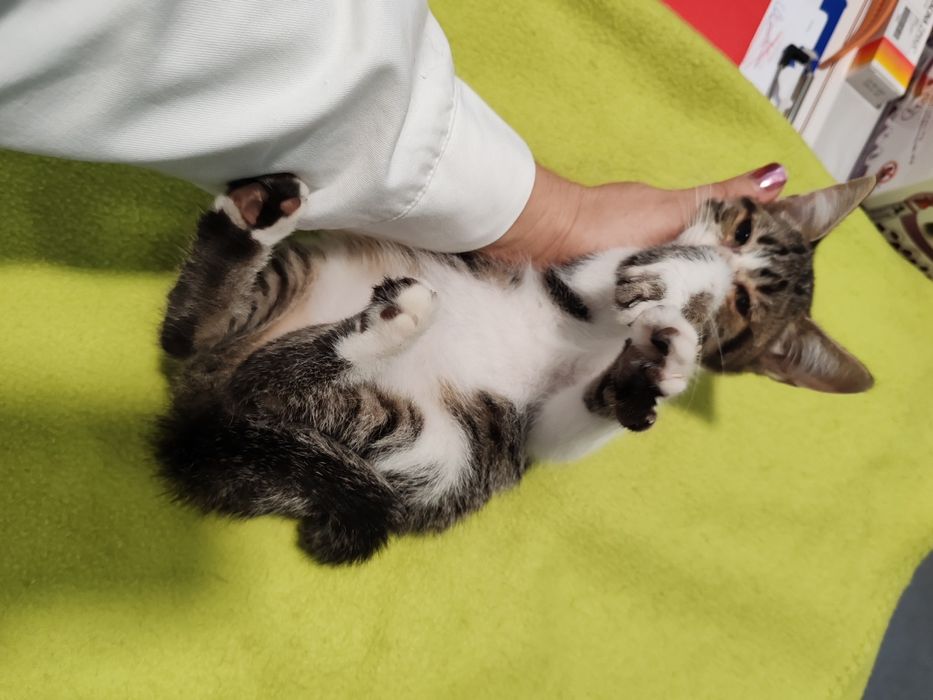 Dou gatinhas 2 meses