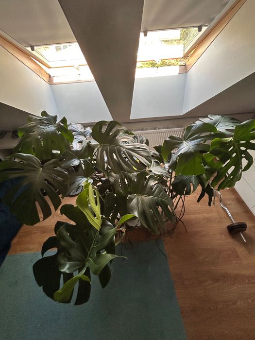 Monstera duża zdrowa piekna