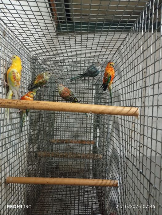 3 casais de red ramps