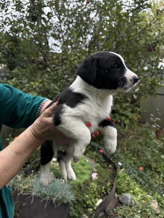 Безкоштно та терміново