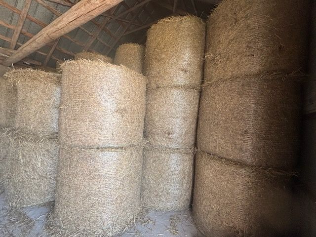 Słoma z żyta bele 140cm