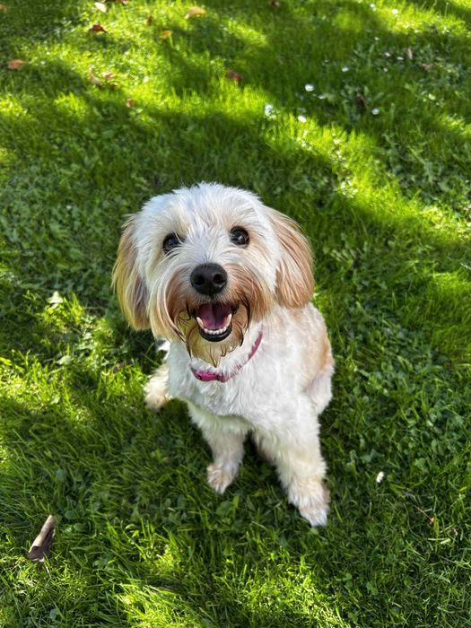 Groomer, Psi fryzjer