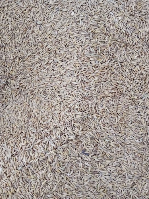 Owies paszowy tegoroczny, worek 20kg