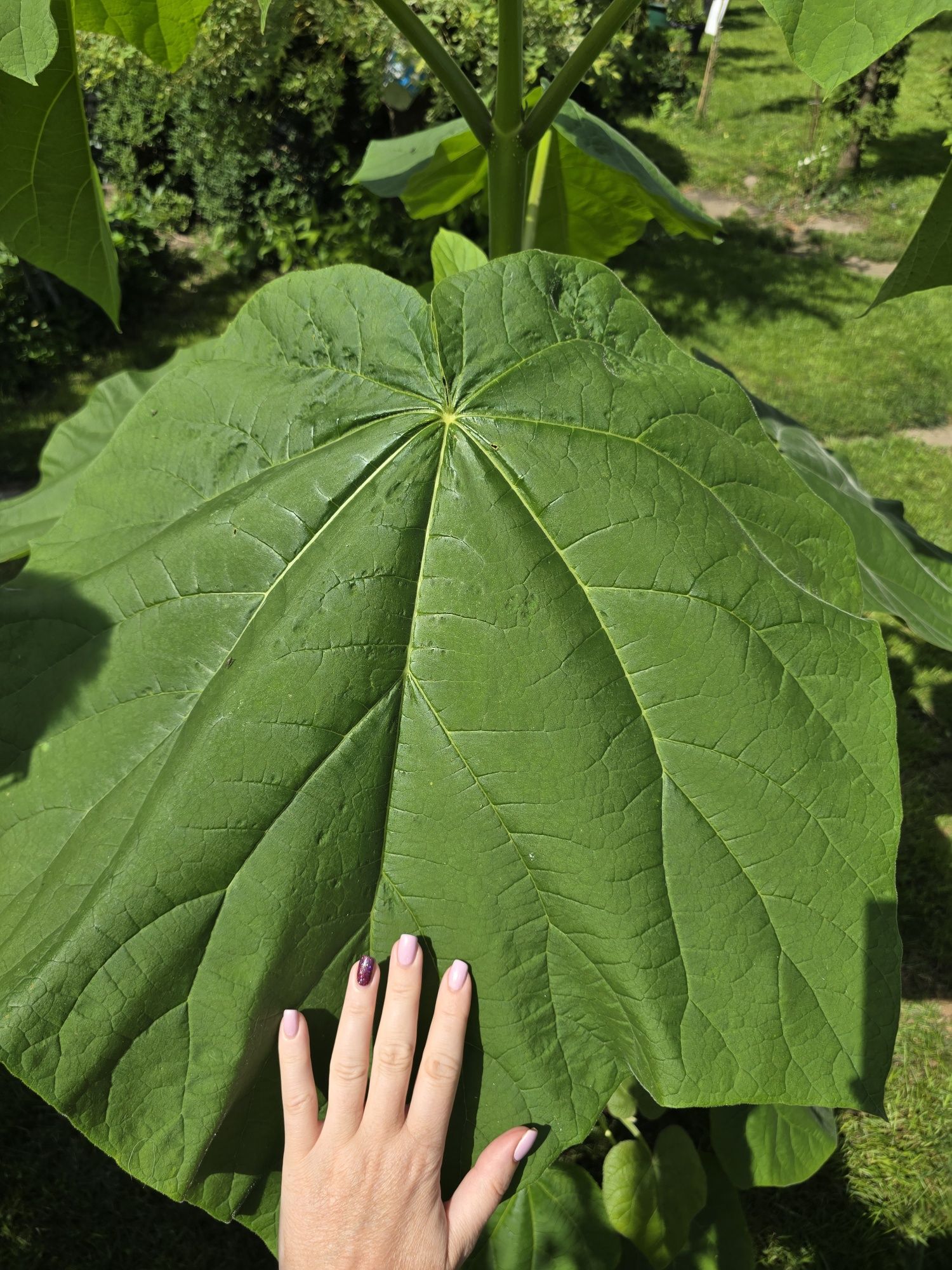 Drzewo tlenowe paulownia