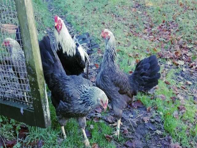 Інкубаційне яйцо, кури та сім'ї,курчата Суматра срібло,чорна,блакитна.