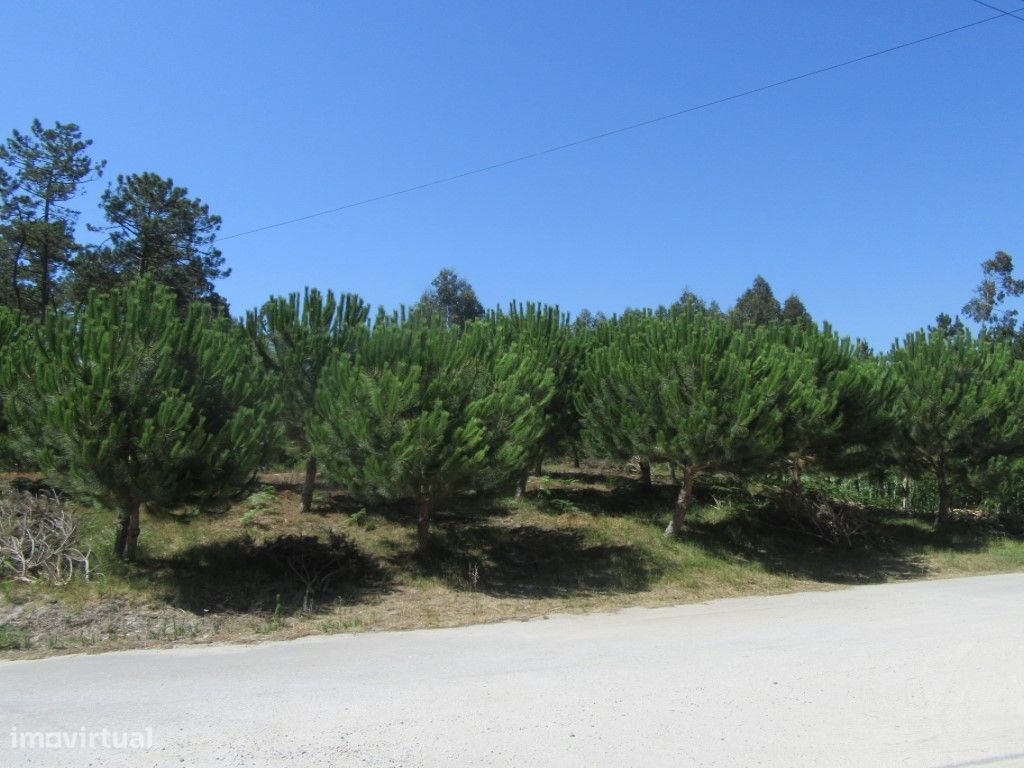 Terreno no Outeiro da Fonte
