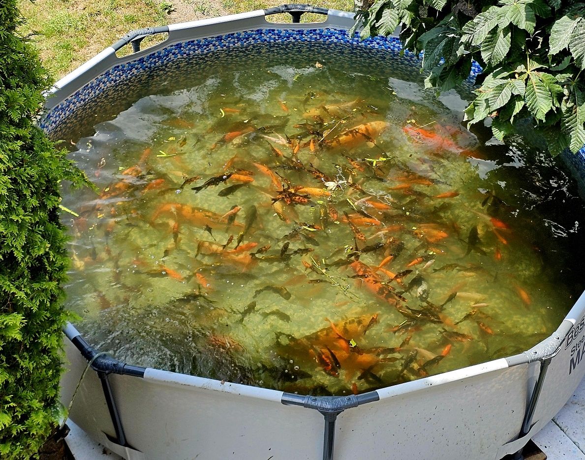 Karpie euro koi od 10-30cm