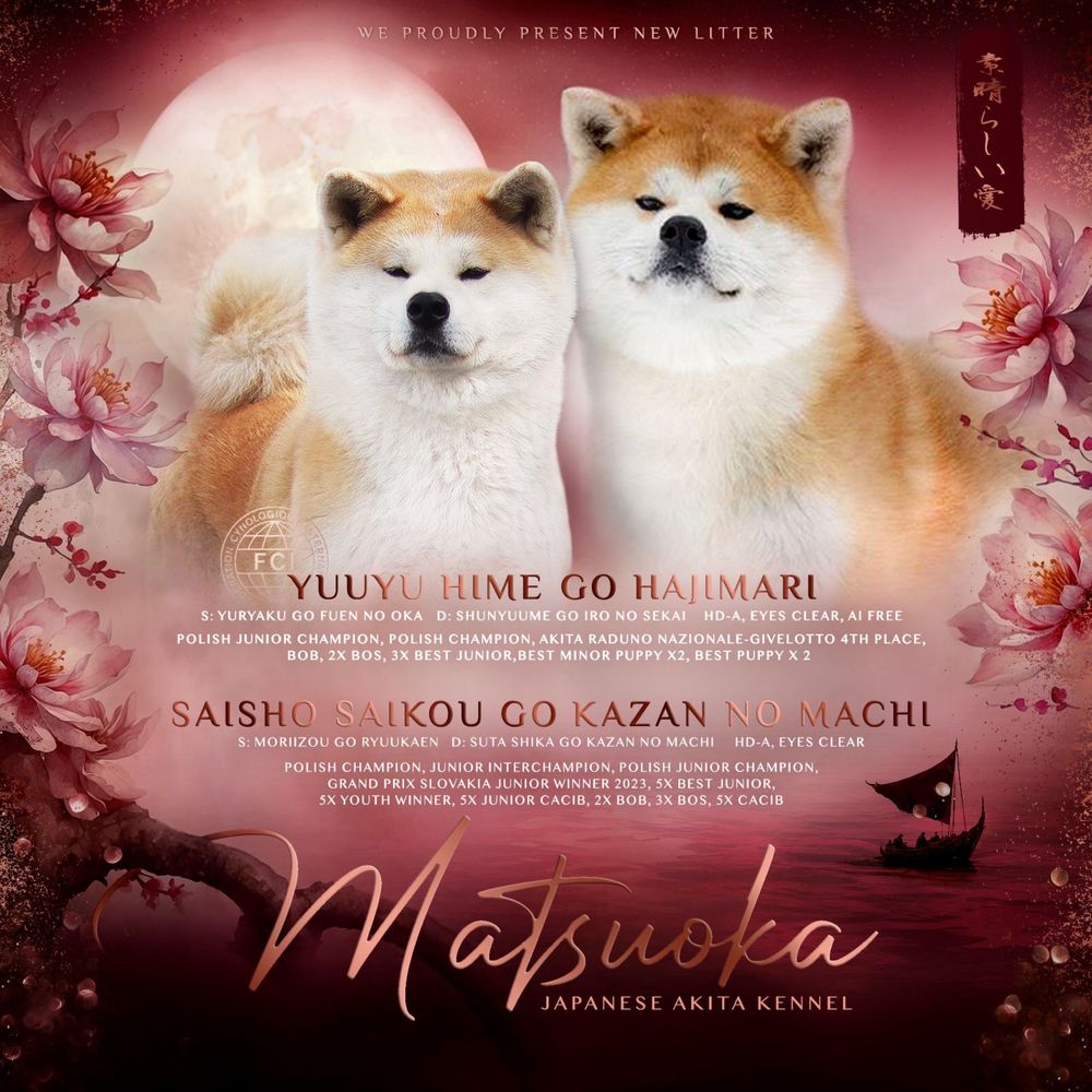 Akita Inu FCI/ZKwP