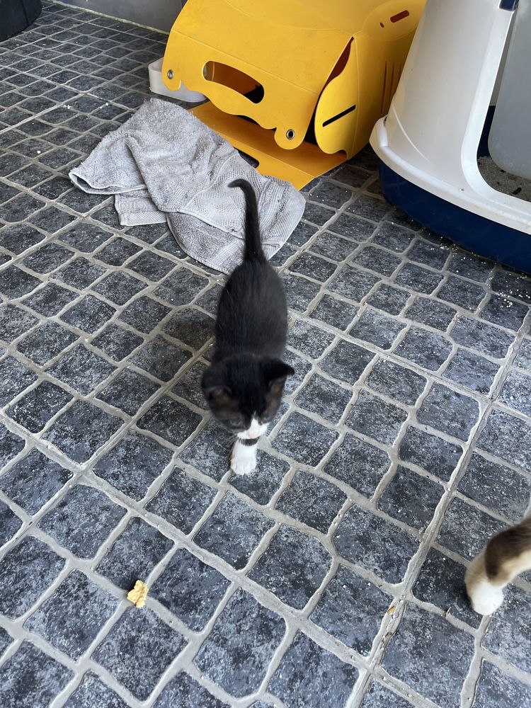 Gatinhos para adopcao