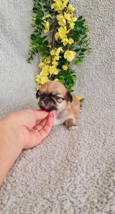 Excelente mini semi pelo Chihuahua/Chiuaua de Qualidade