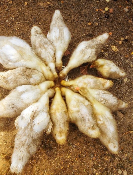 Gęś Koludzka dorosłe i dzieci w różnym wieku