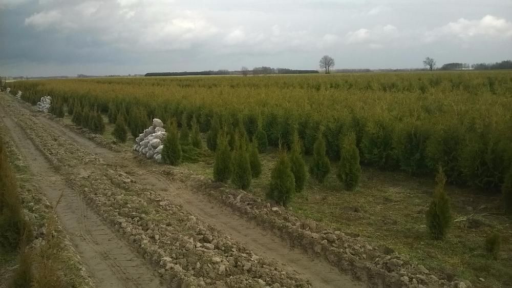 Thuja Tuja SMARAGD 100-120cm.+ 15zł/szt RABATY !!!