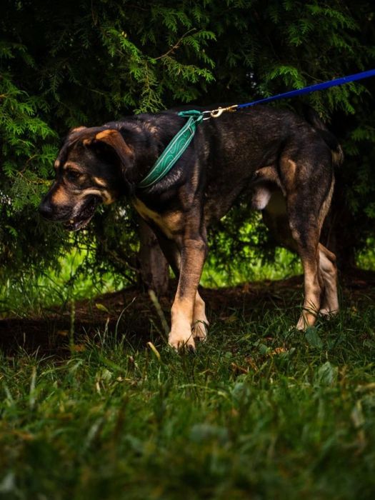 4 letni Wulkan - owczarek środkowoazjatycki do adopcji