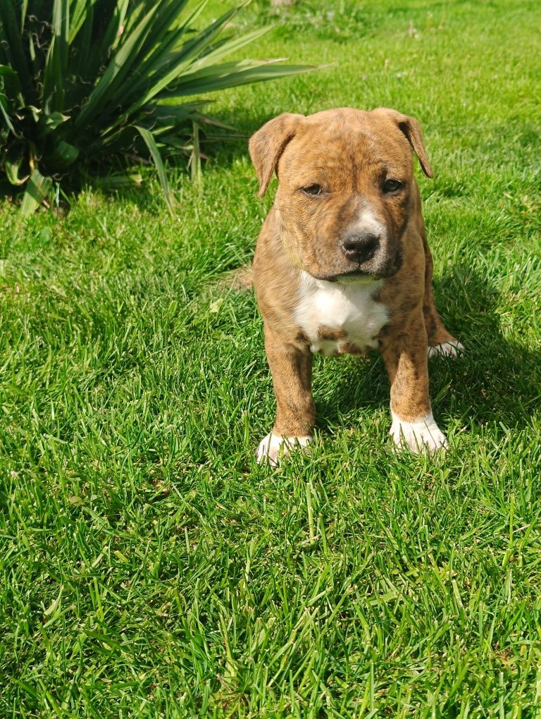 Amerykański Staffordshire terrier